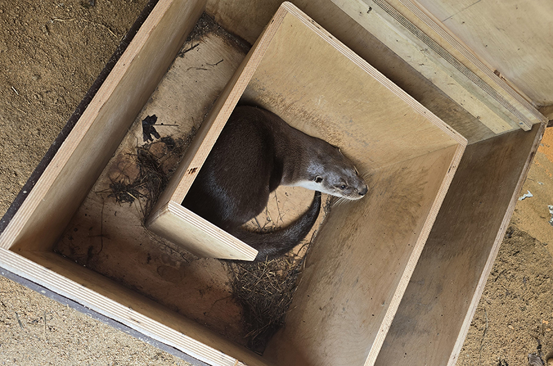 来園するユーラシアカワウソ「ビョル（メス）」（提供：ソウル大公園）