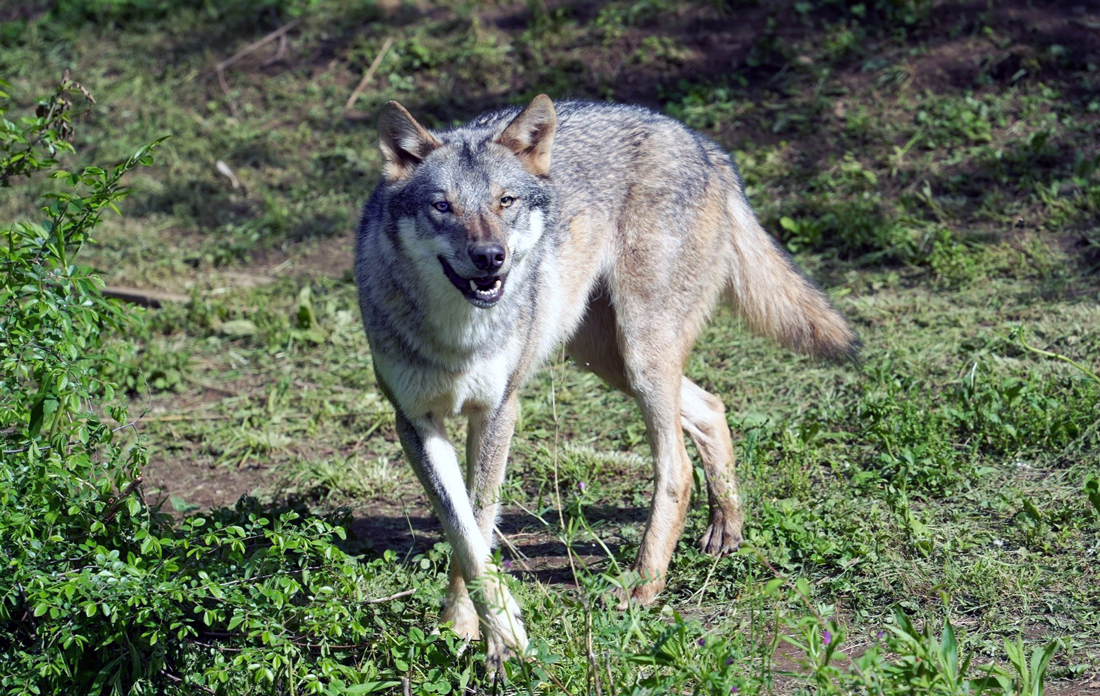 脱出したタイリクオオカミ「スイ」（2025年5月7日撮影）