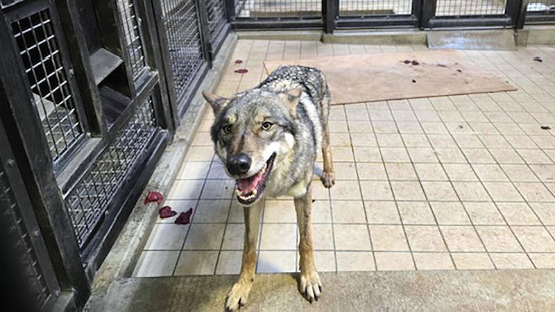 脱出翌日のスイ（2025年12月29日撮影）