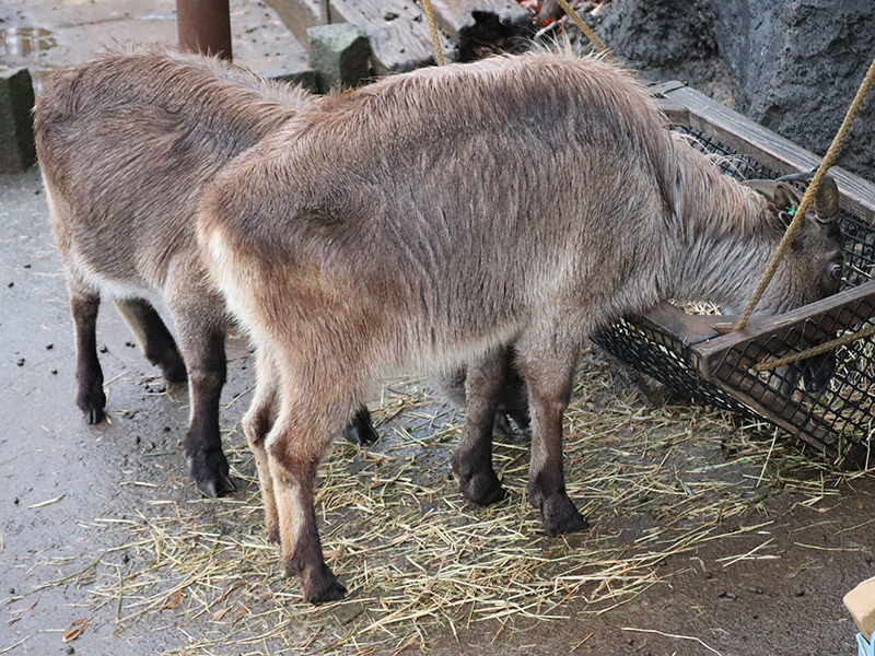 乾草を食べるヒマラヤタール