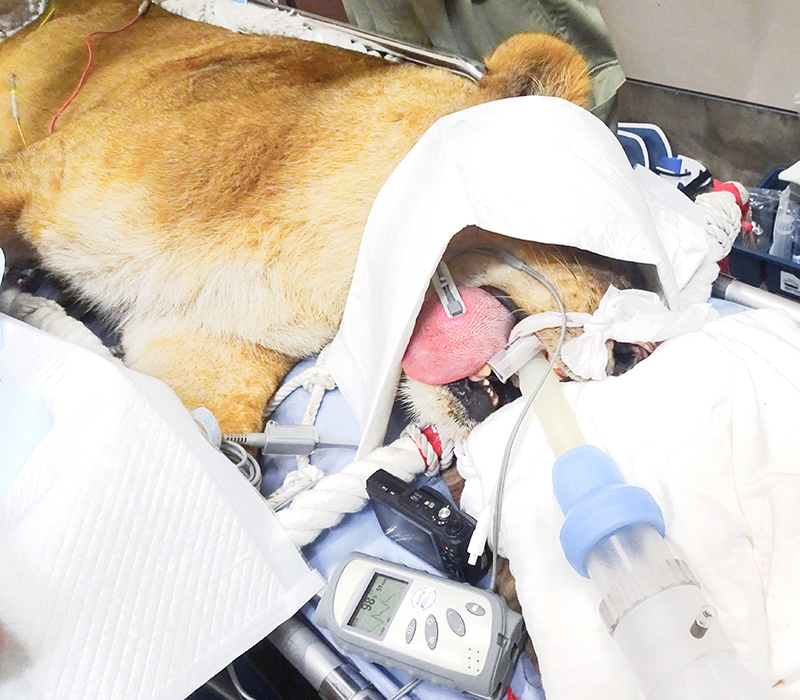 気管内チューブを使用して麻酔中のライオンの呼吸管理をしているようす