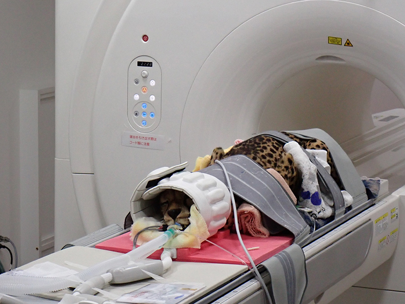 MRI検査を受けるチーターのようす