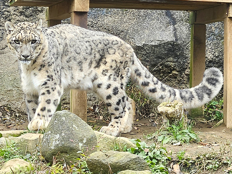 ユキヒョウ「コボ」（撮影日：2025年12月3日）