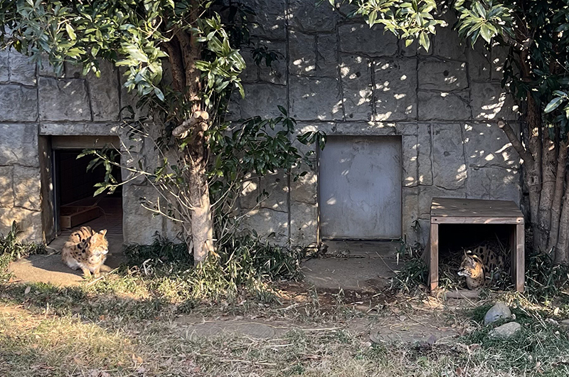 メスとの同居のようす。微妙な距離間