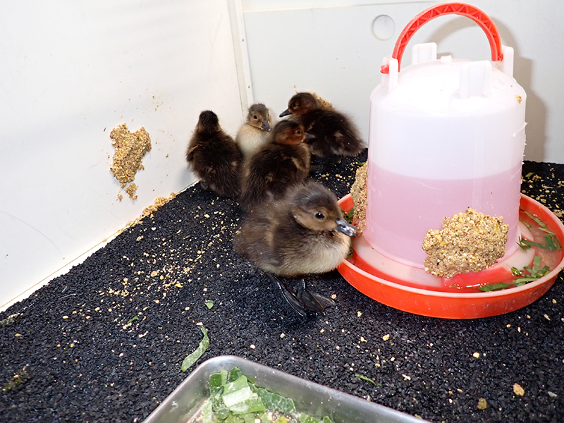 文化園で生まれたヒドリガモのヒナ
