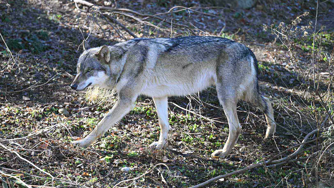 屋外にいるタイリクオオカミ1頭。全身が茶褐色だが、腹部や顎のあたりは白く見える。