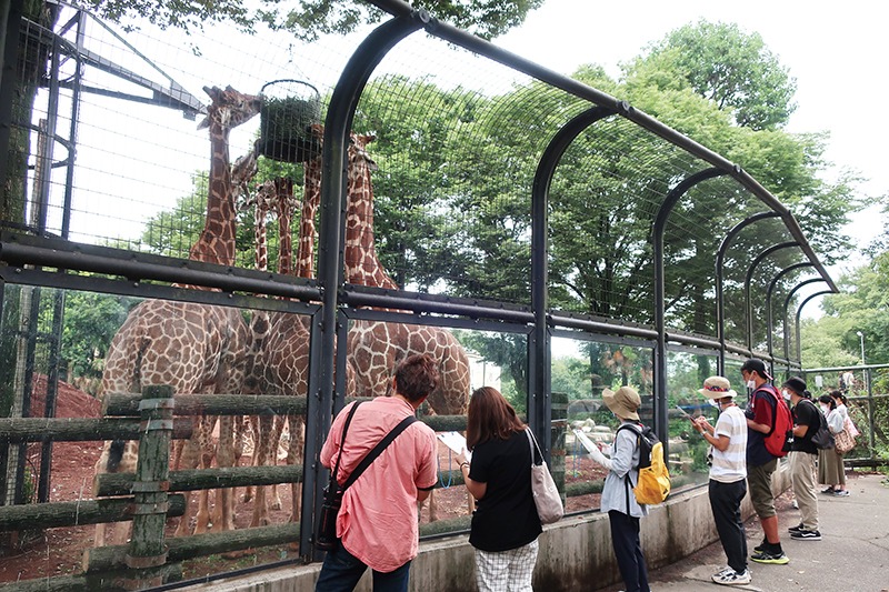 食事中のキリンを観察する人々。長い首を伸ばし、高い場所にぶらさがったフィーダーと呼ばれるえさカゴからえさを食べている