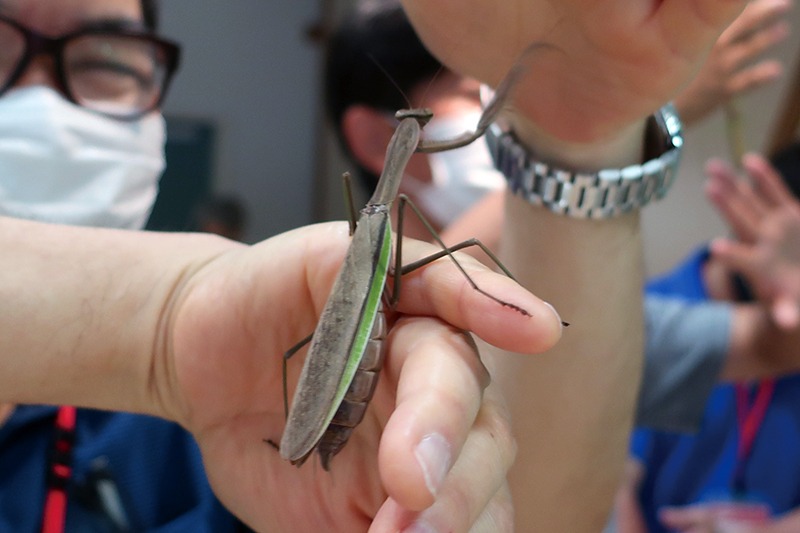 手のひらの上にいる茶色のカマキリ。カマを伸ばしている