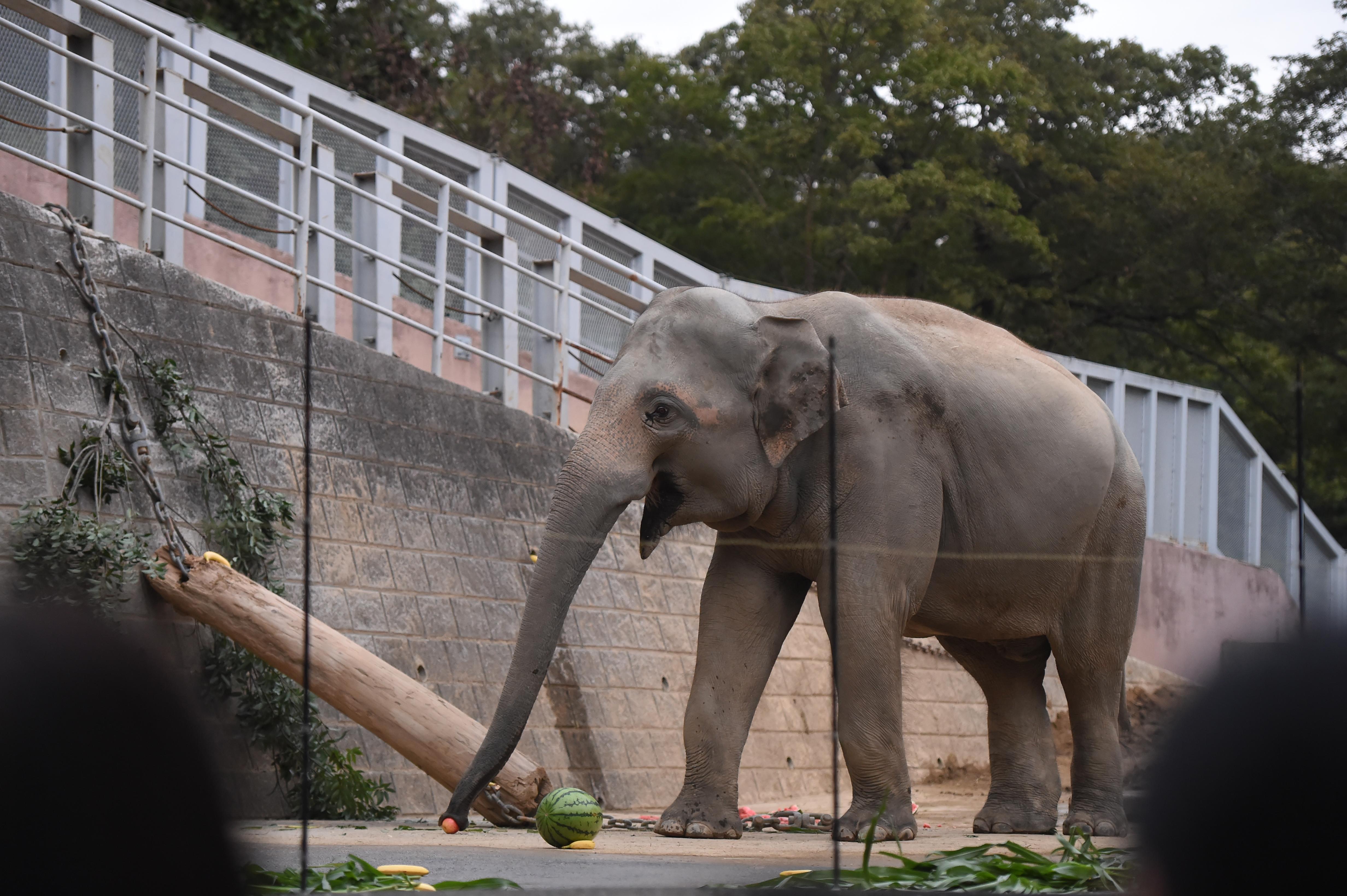 ゾウの「アヌーラ」