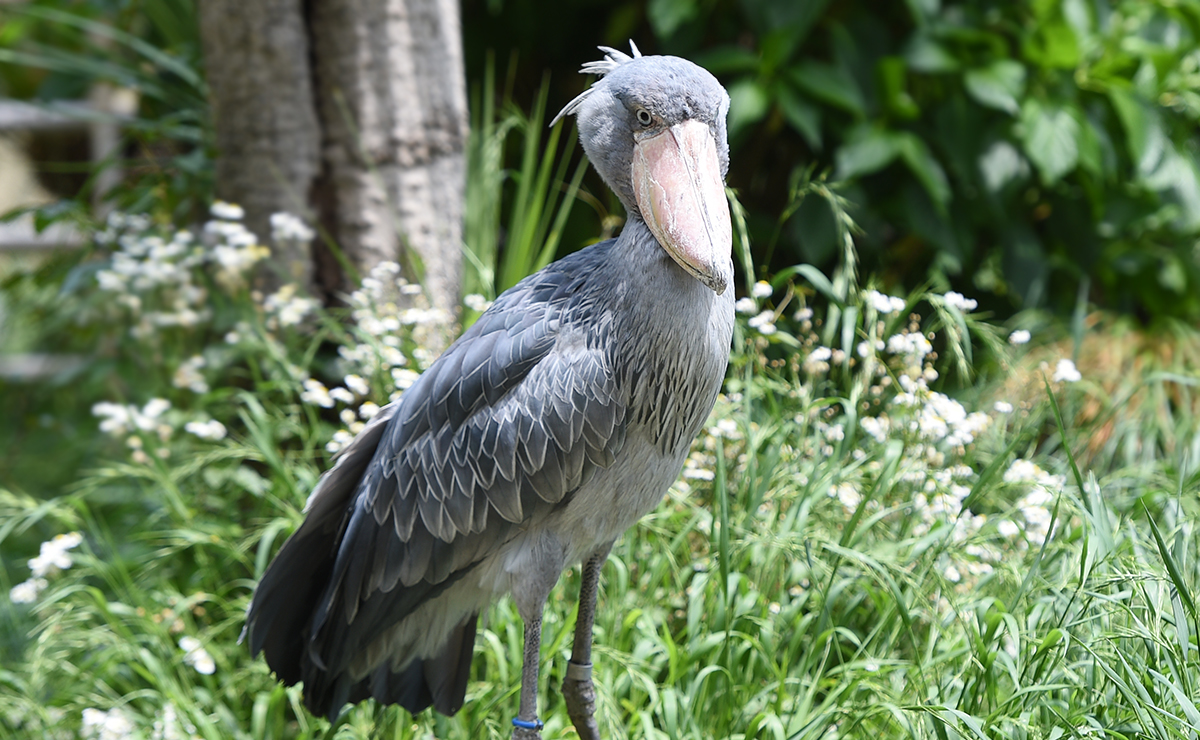 屋外でたたずむハシビロコウ