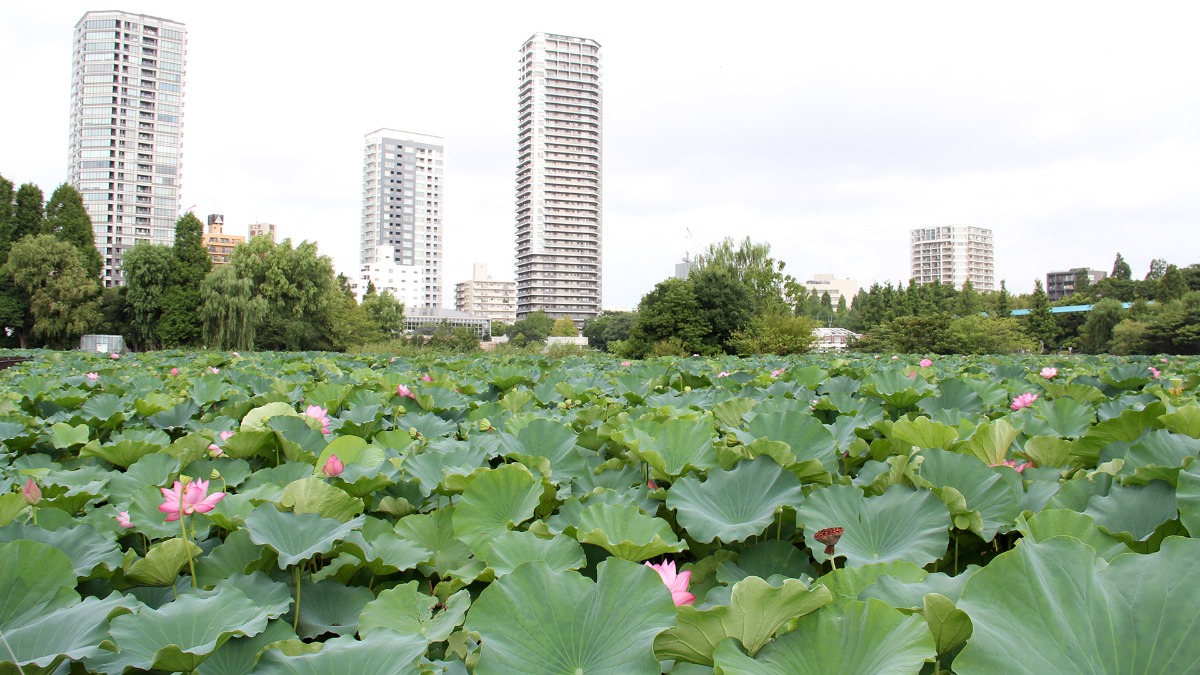 夏の不忍池
