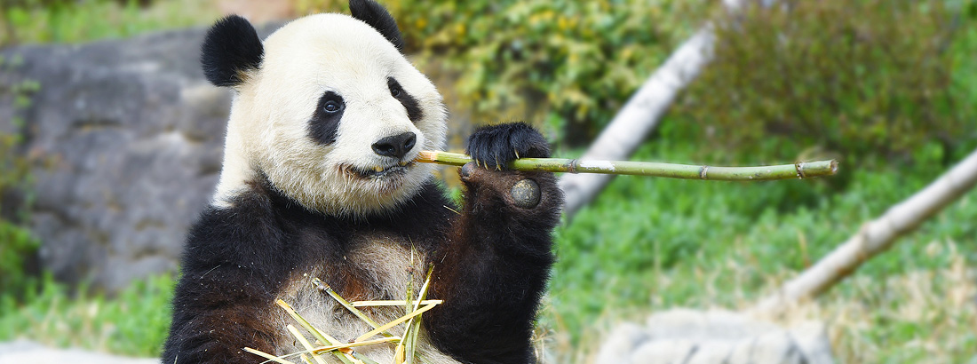 ジャイアントパンダ