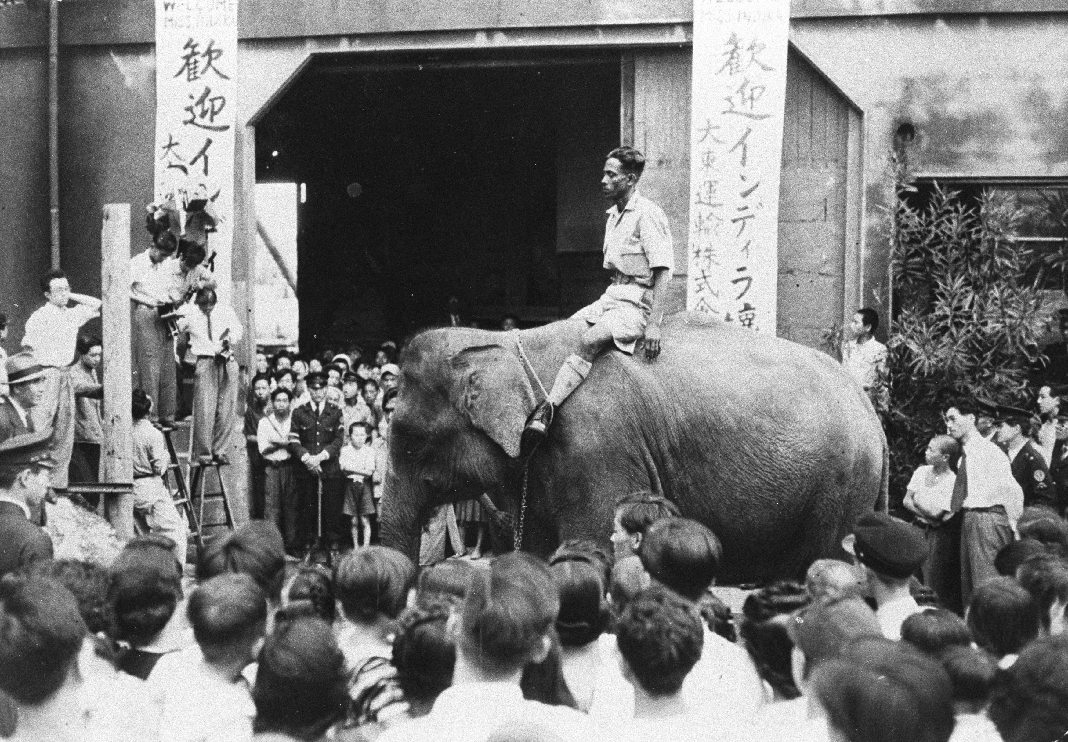 アジアゾウのインディラ到着時