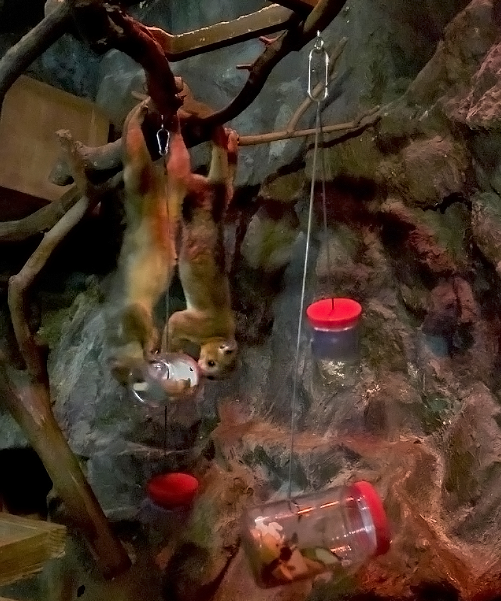 野生と同様の採食行動を引き出す給餌器の設置（キンカジューの例）