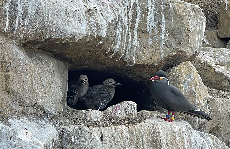 2025年5月4日に孵化したひなと親鳥