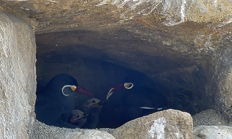 親鳥からえさをもらうひなたち