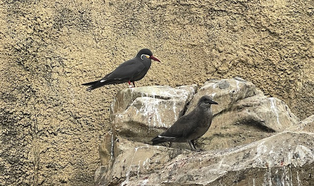 巣立ちした直後のひな（右下）