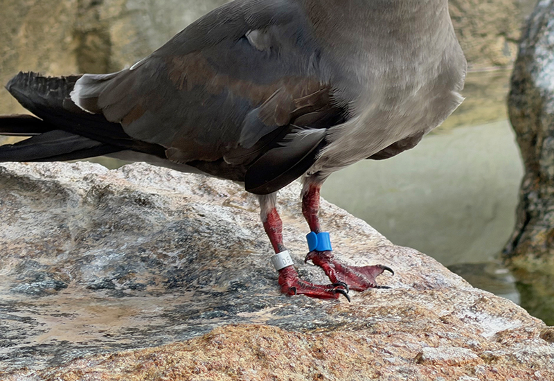 足環を装着したひなの足