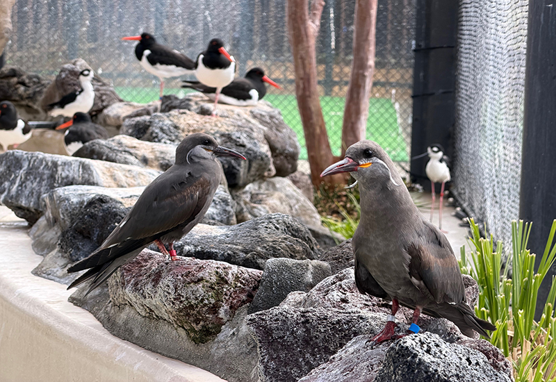 最近の若鳥たちの様子（手前の2羽）