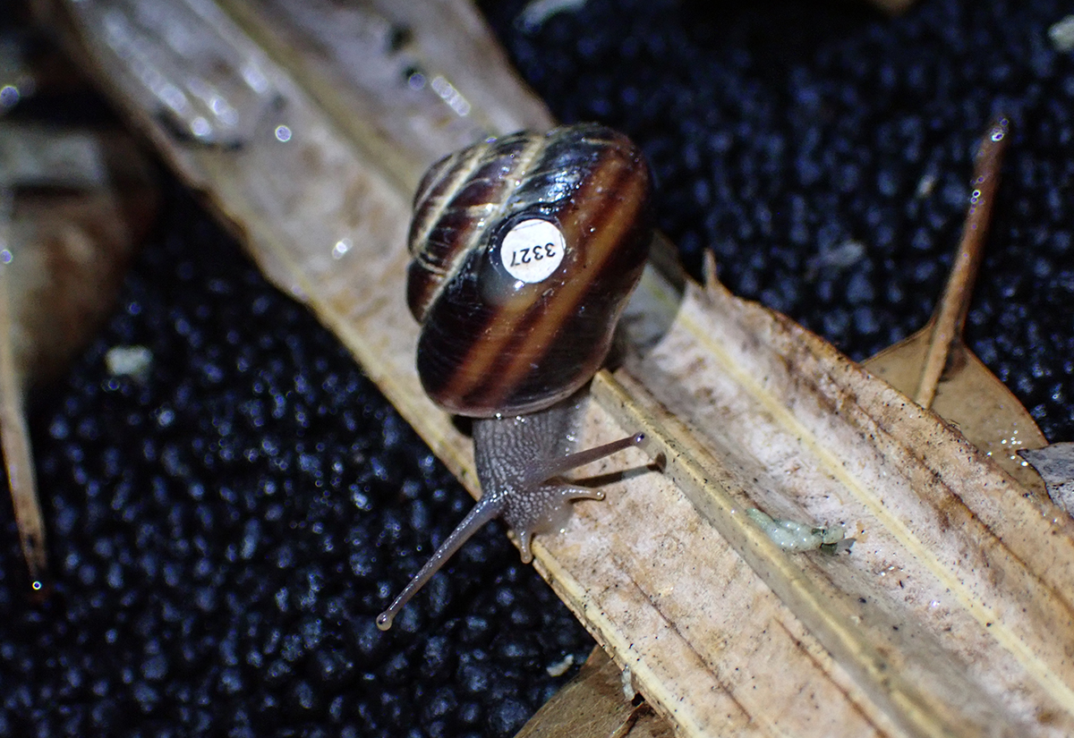 チチジマカタマイマイ（Mandarina chichijimana）
