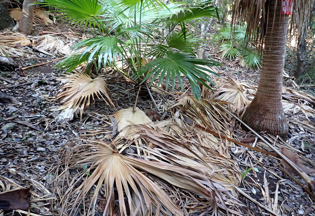 オガサワラビロウの落ち葉が積もる林床