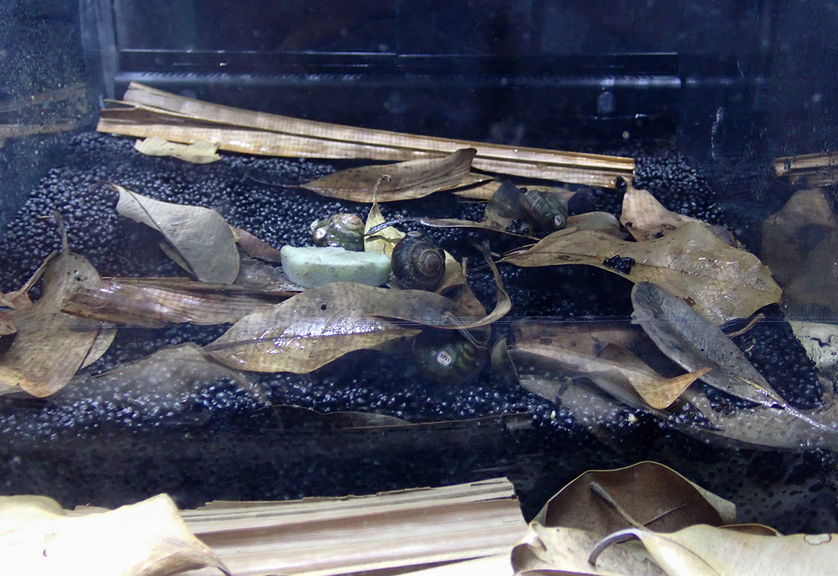 チチジマカタマイマイの展示