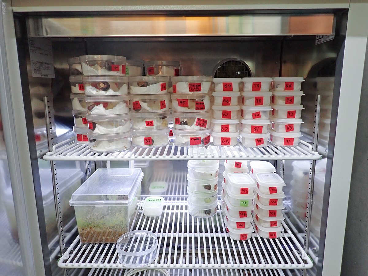 裏側で育成中の次世代のチチジマカタマイマイたち