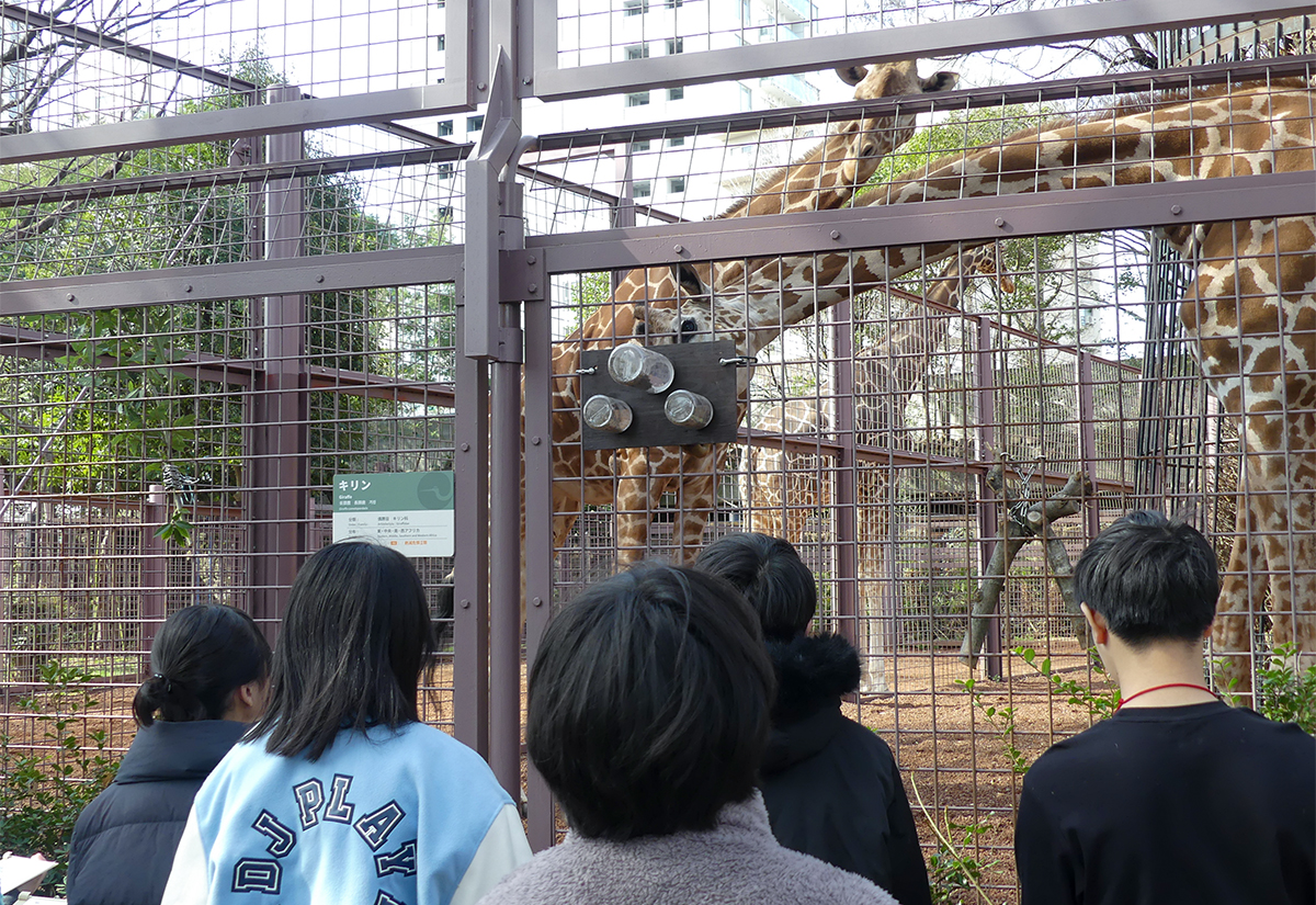 キリンの観察