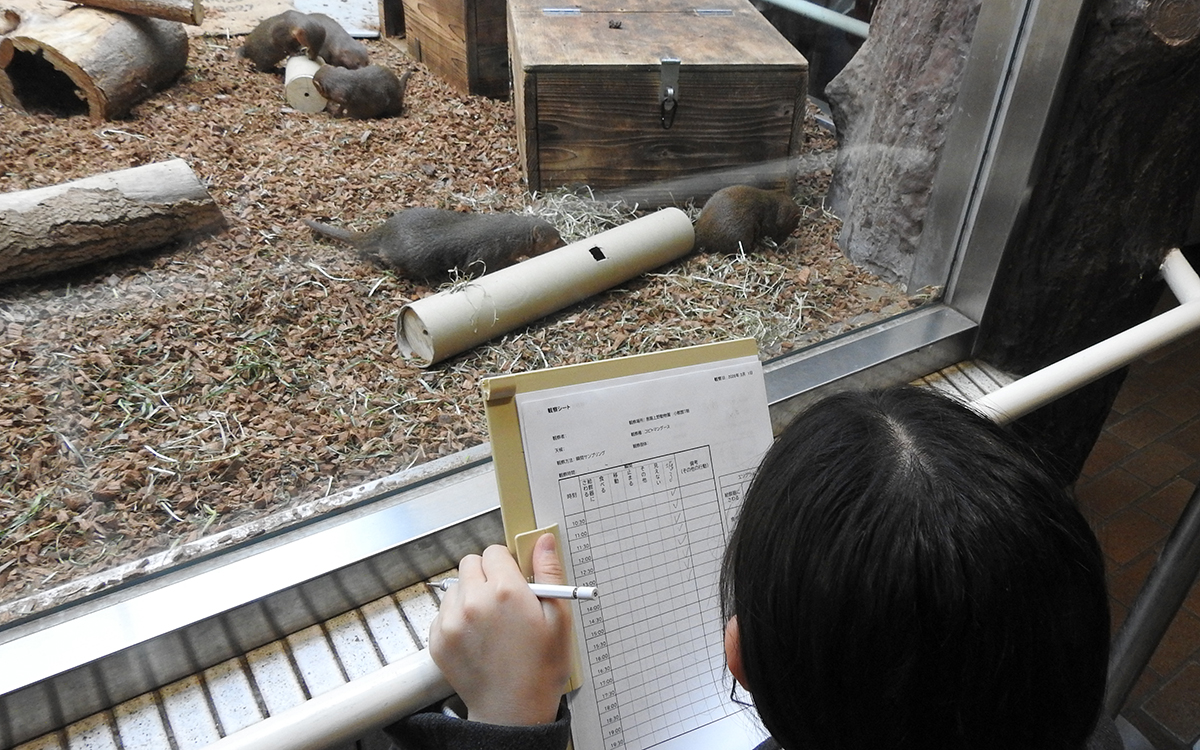 給餌器を使うコビトマングースを観察