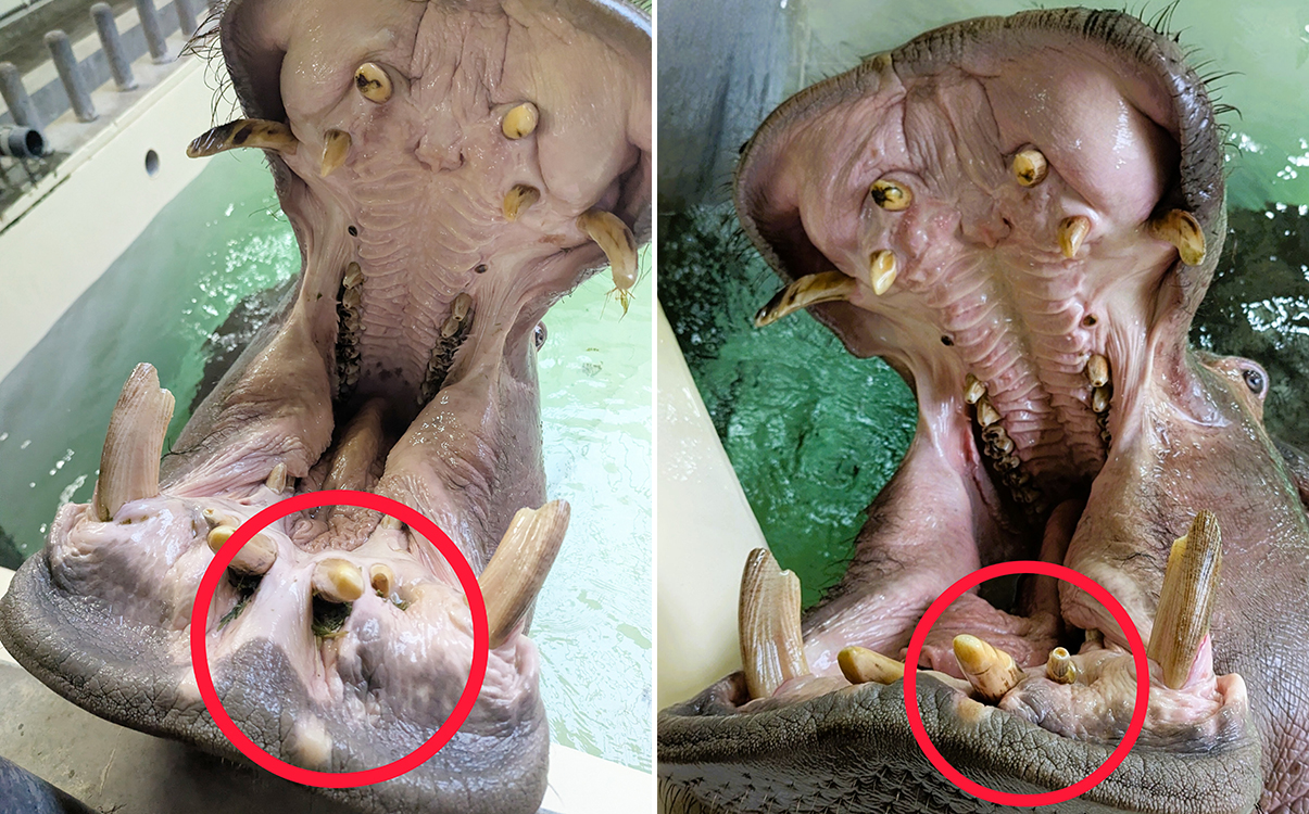 左：採食直後の口の中、右：歯磨き後の口の中