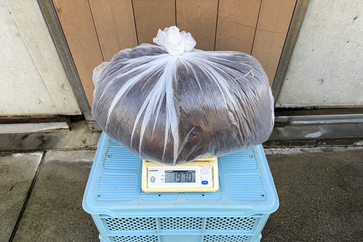 アルパカの毛を計量（2026年5月11日撮影）