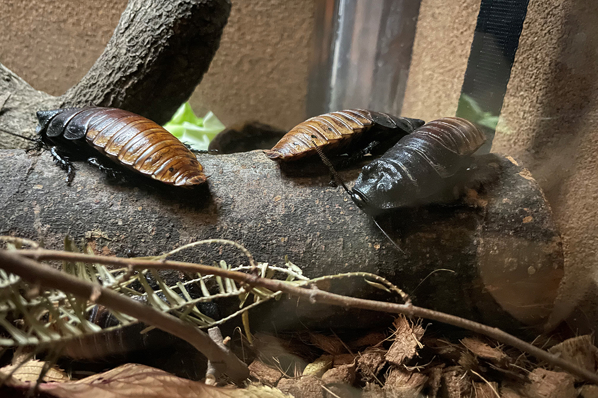 マダガスカルオオゴキブリ