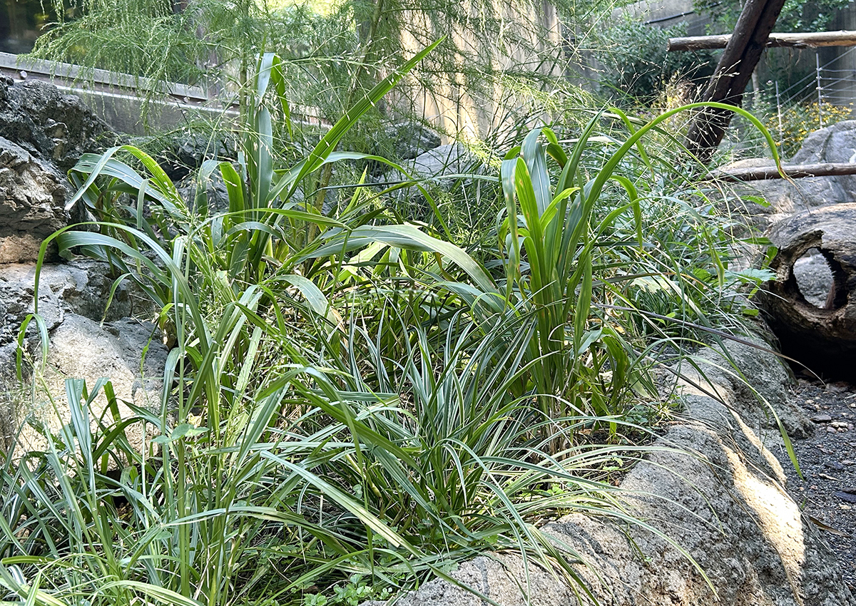 現在の植栽②（2026年10月）