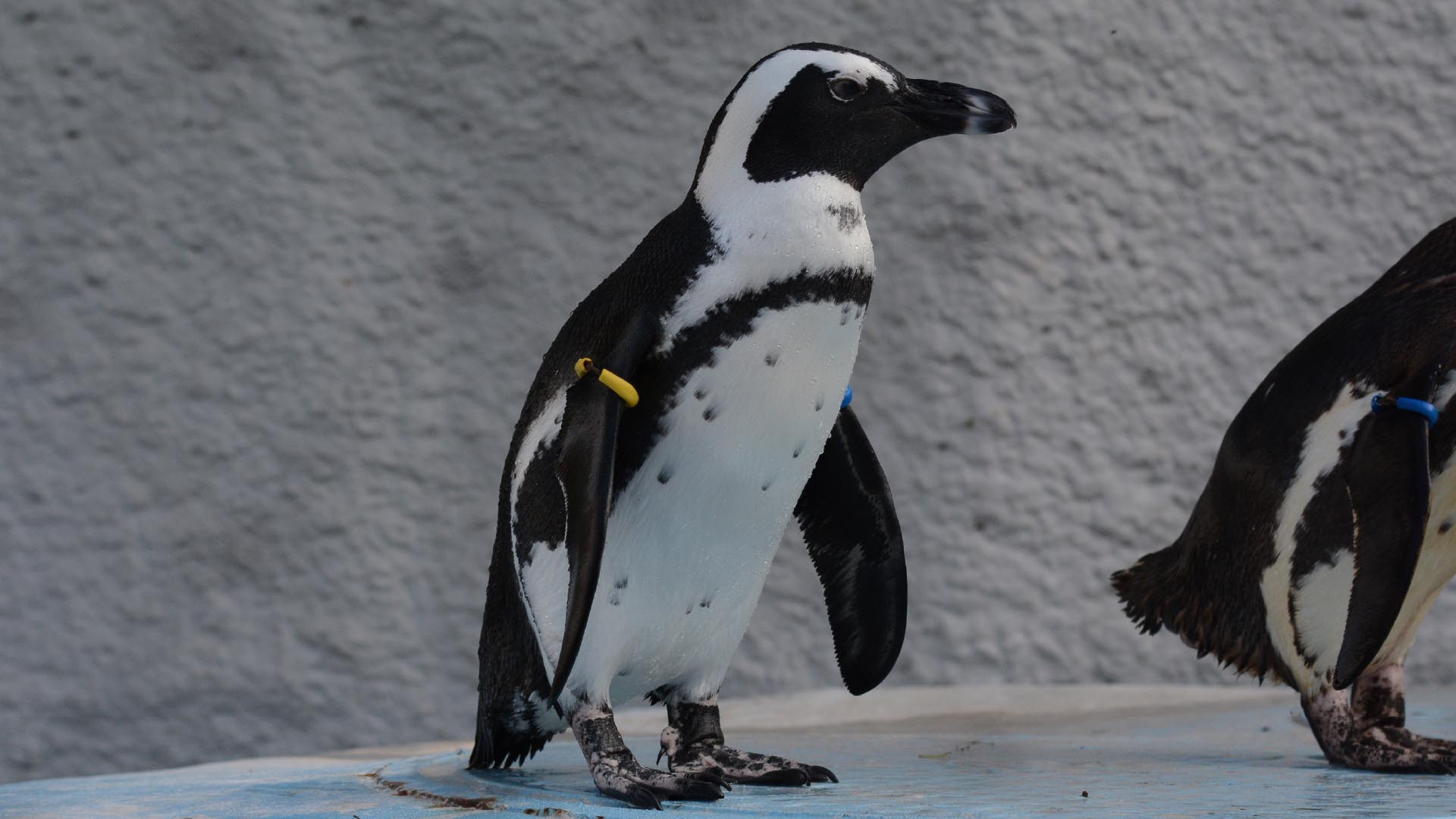 ケープペンギン