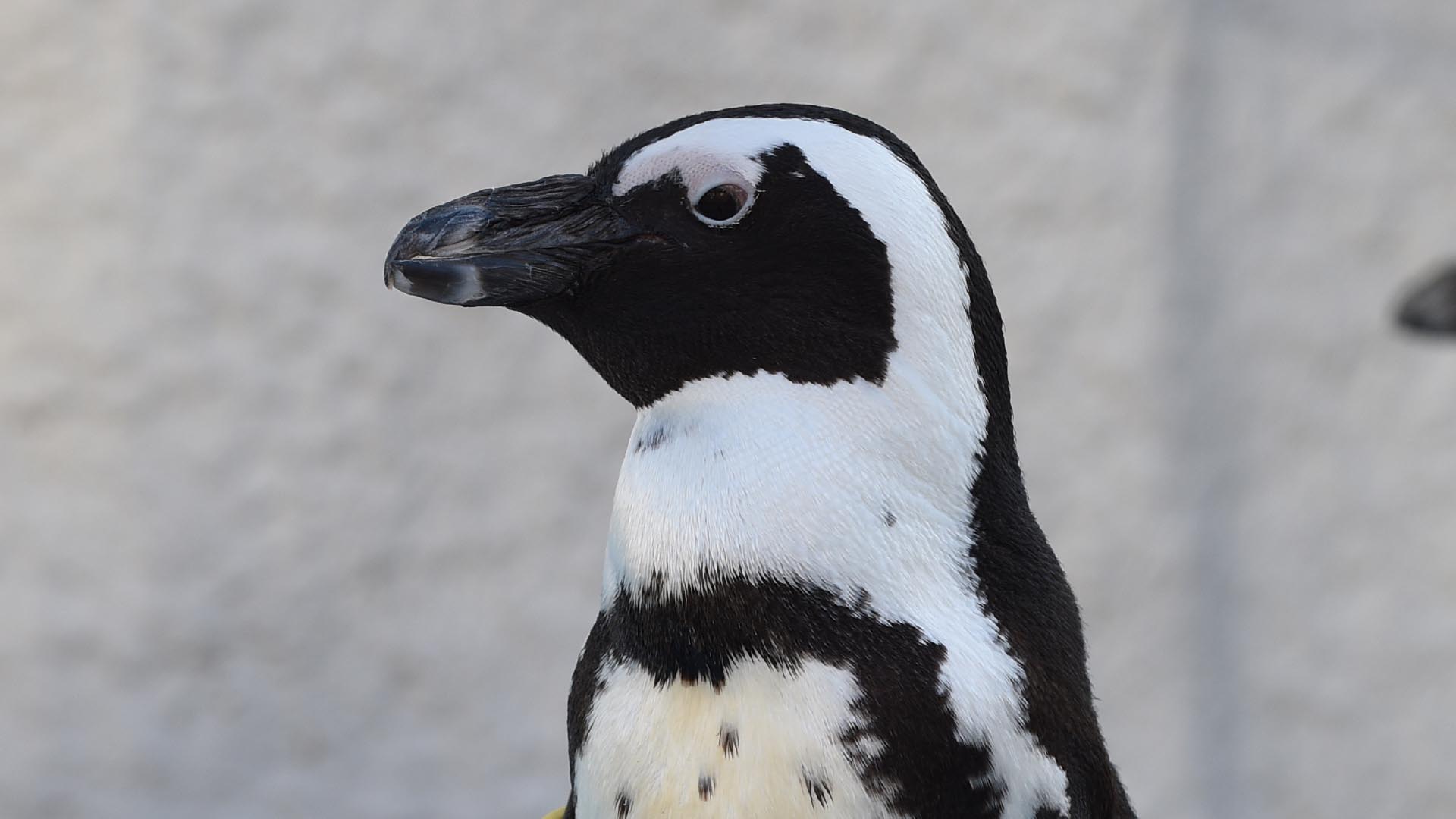 ケープペンギン