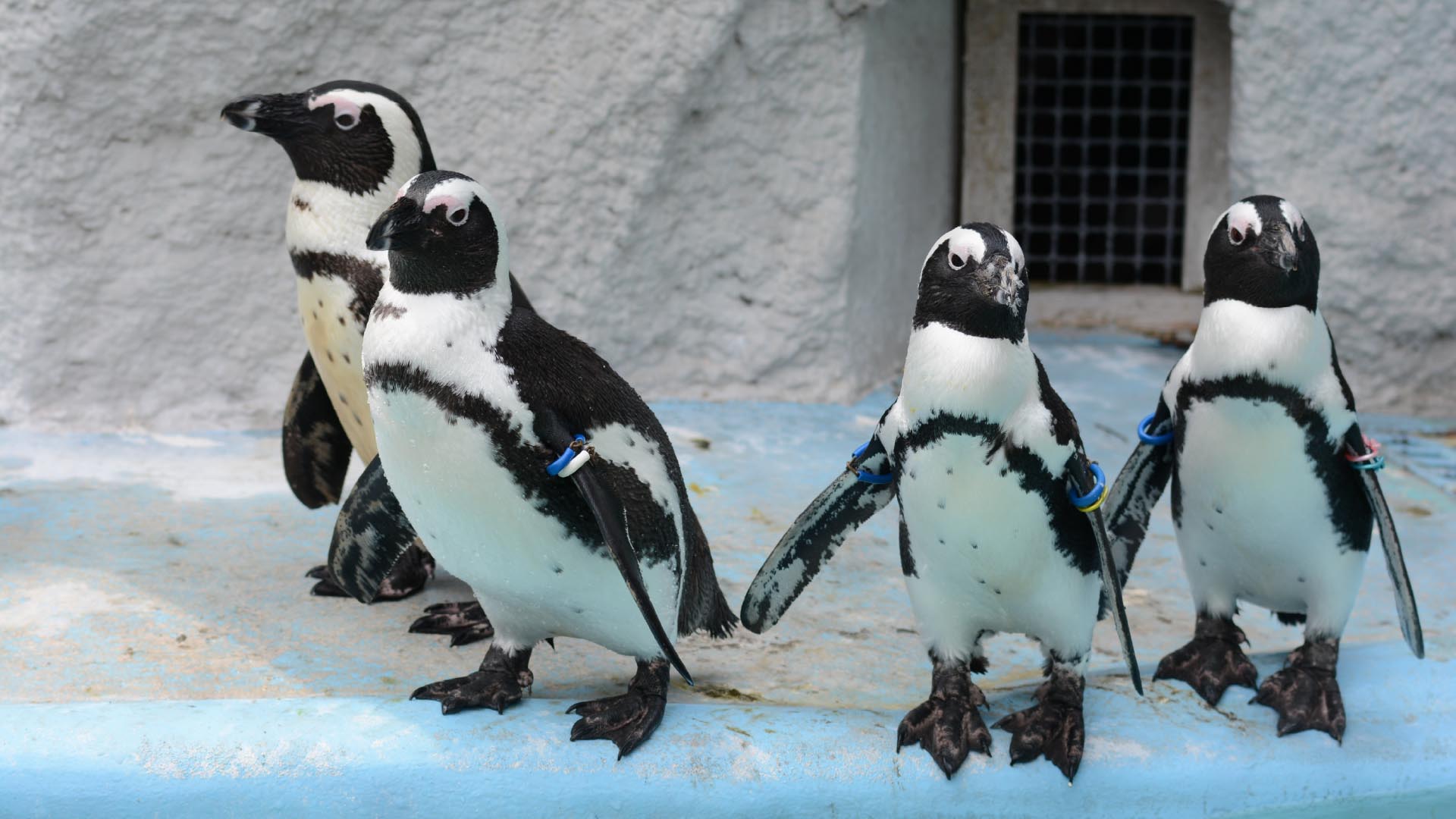 ケープペンギン