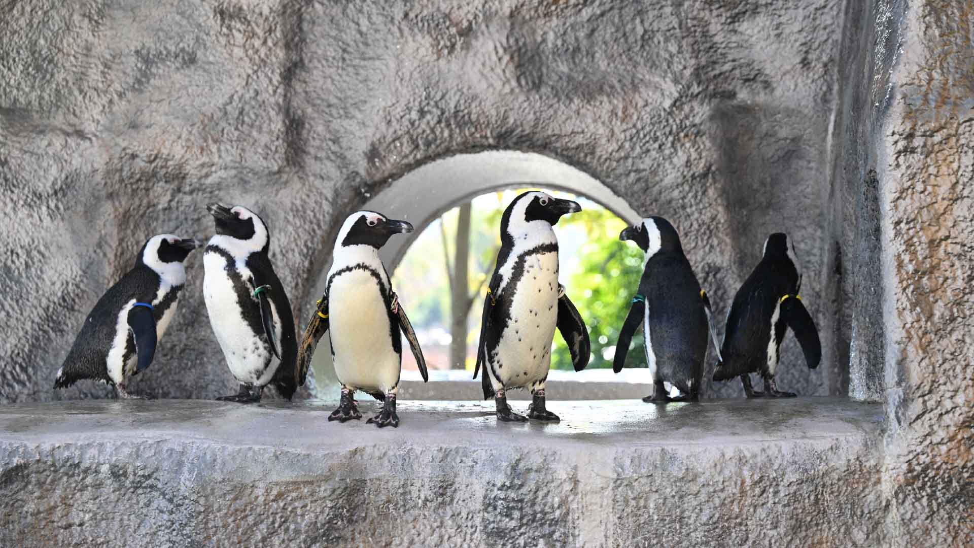 ケープペンギン