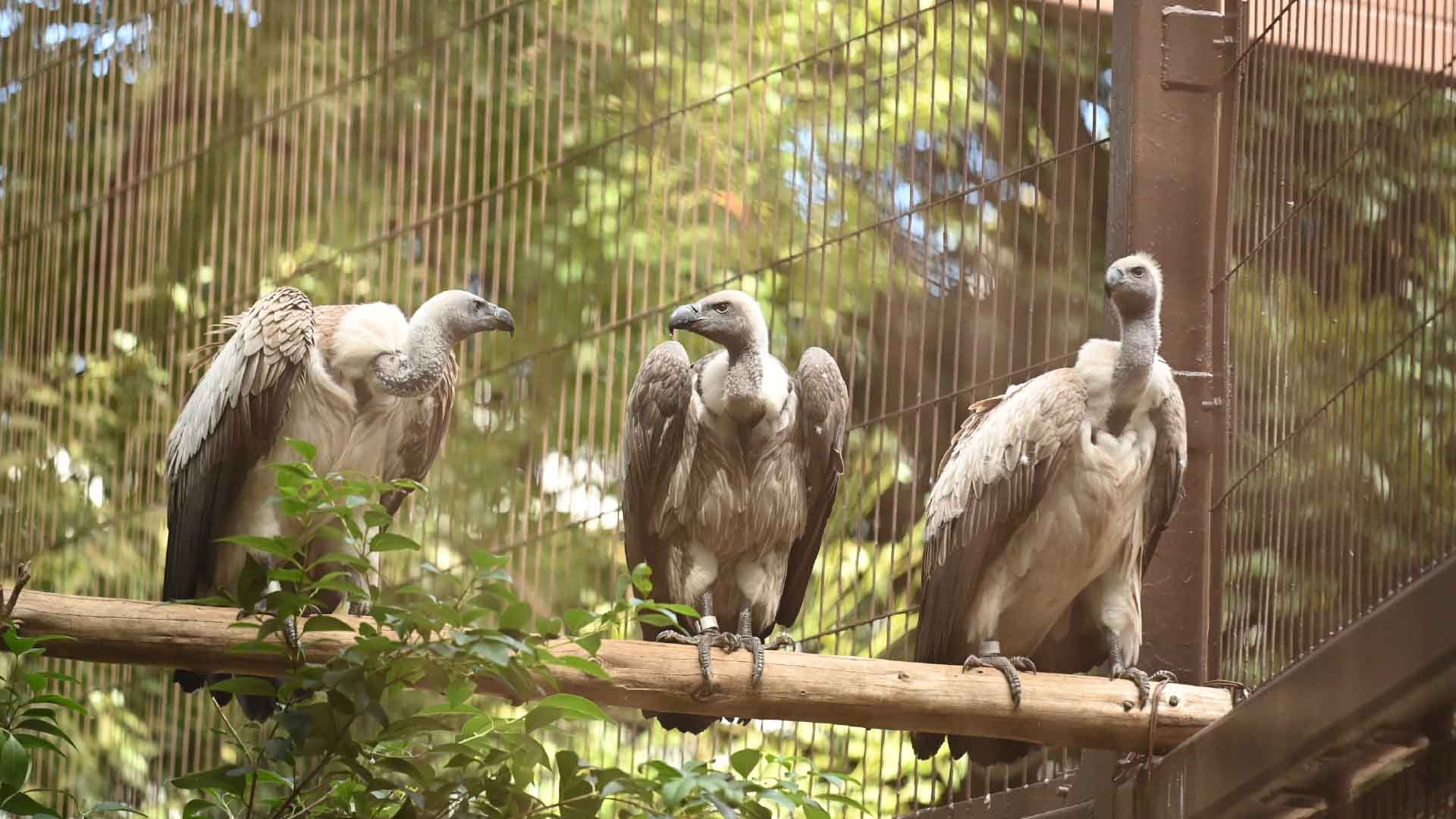 コシジロハゲワシ