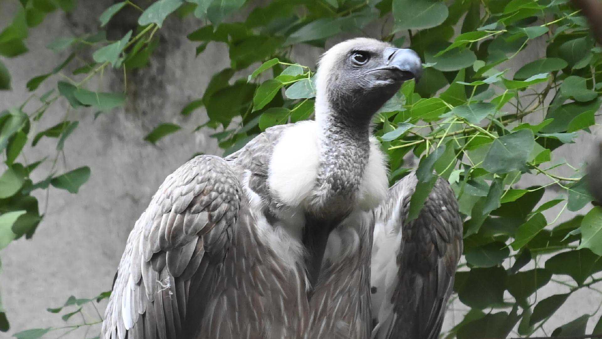 コシジロハゲワシ