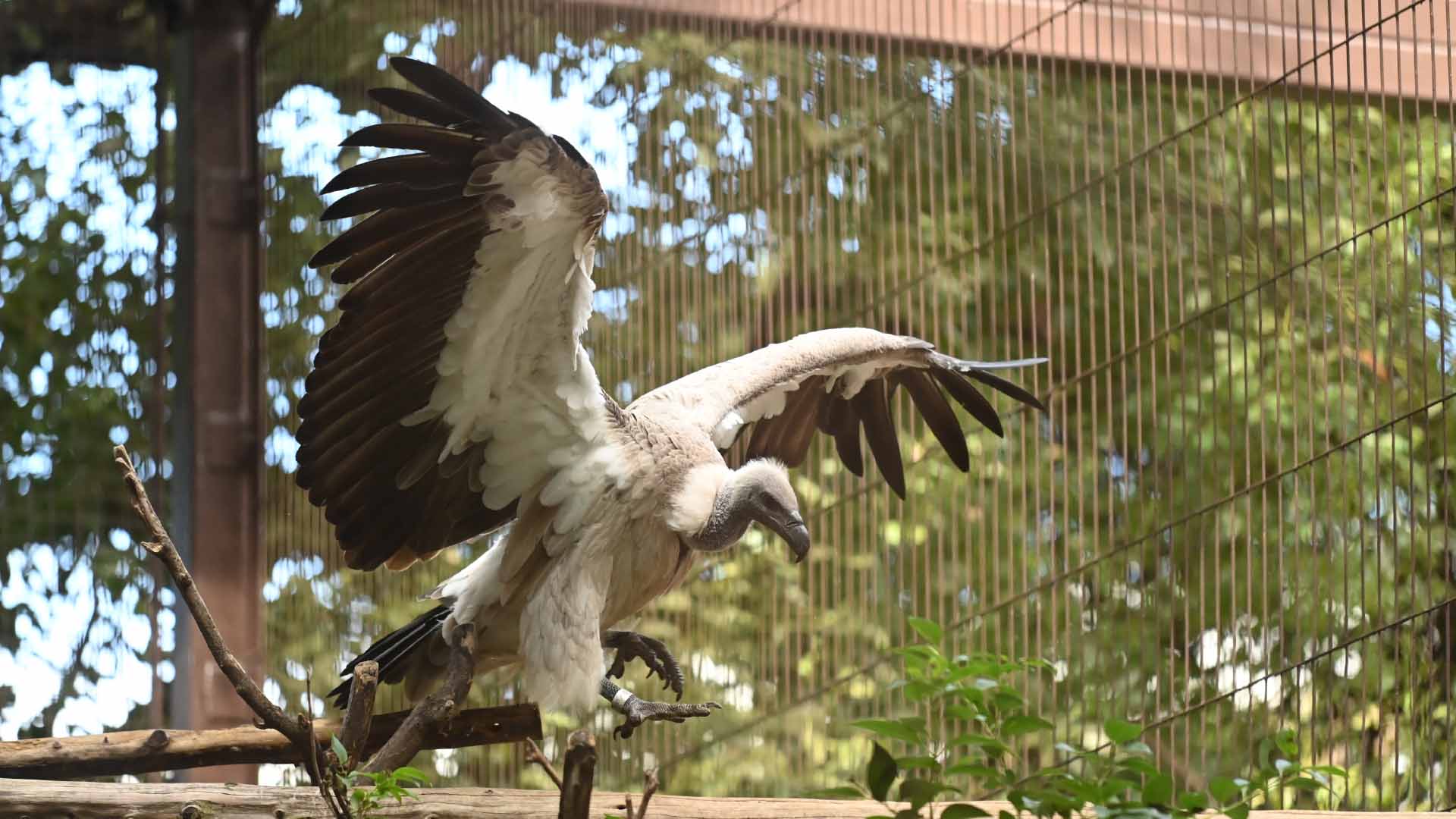 コシジロハゲワシ