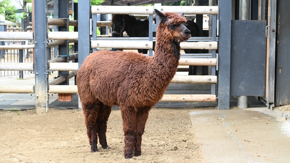 アルパカ