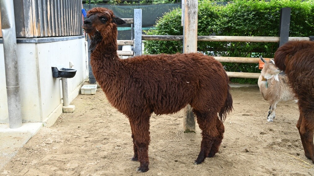 アルパカ