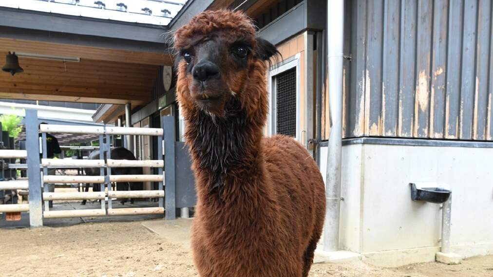 アルパカ