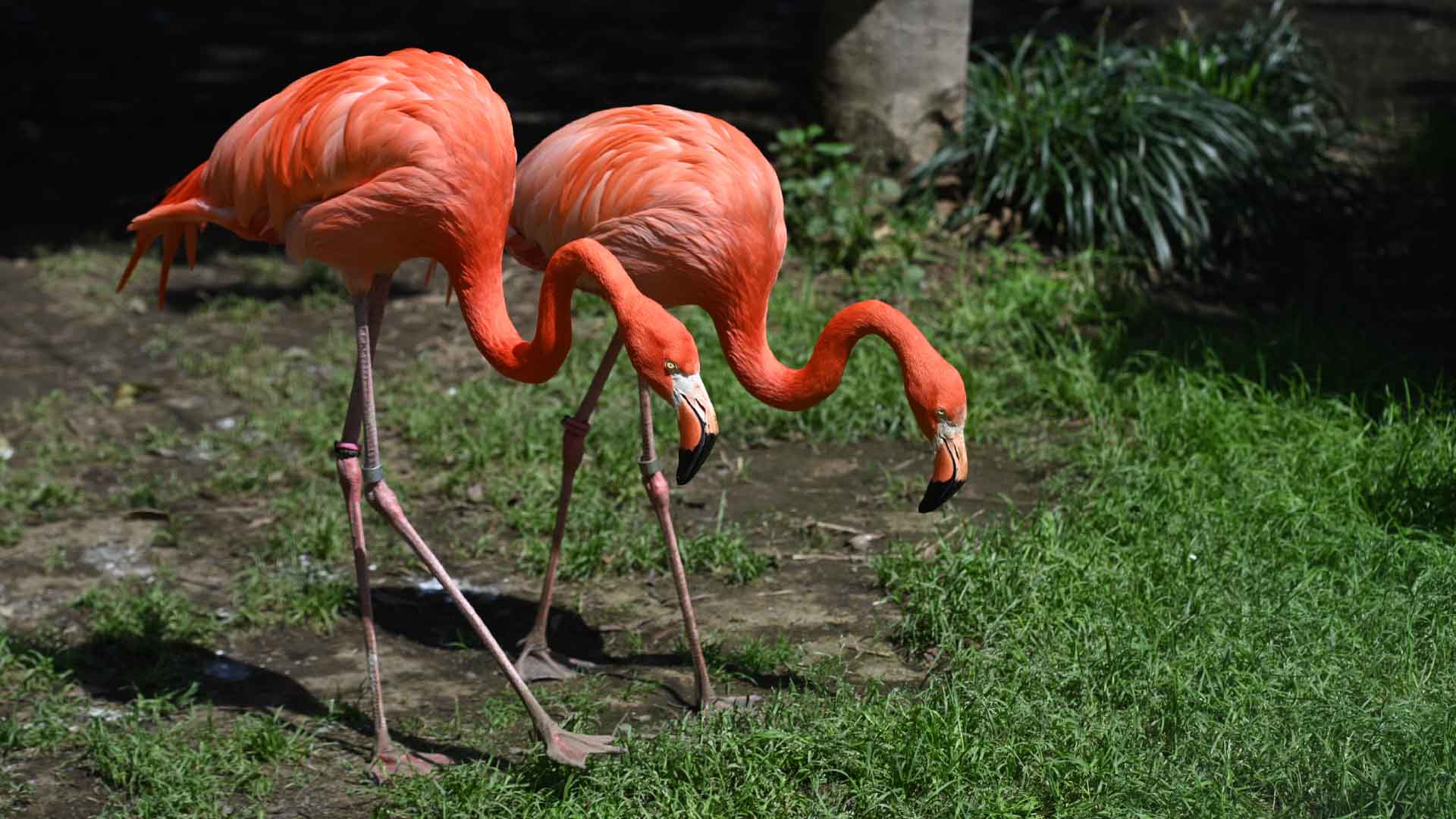 ベニイロフラミンゴ