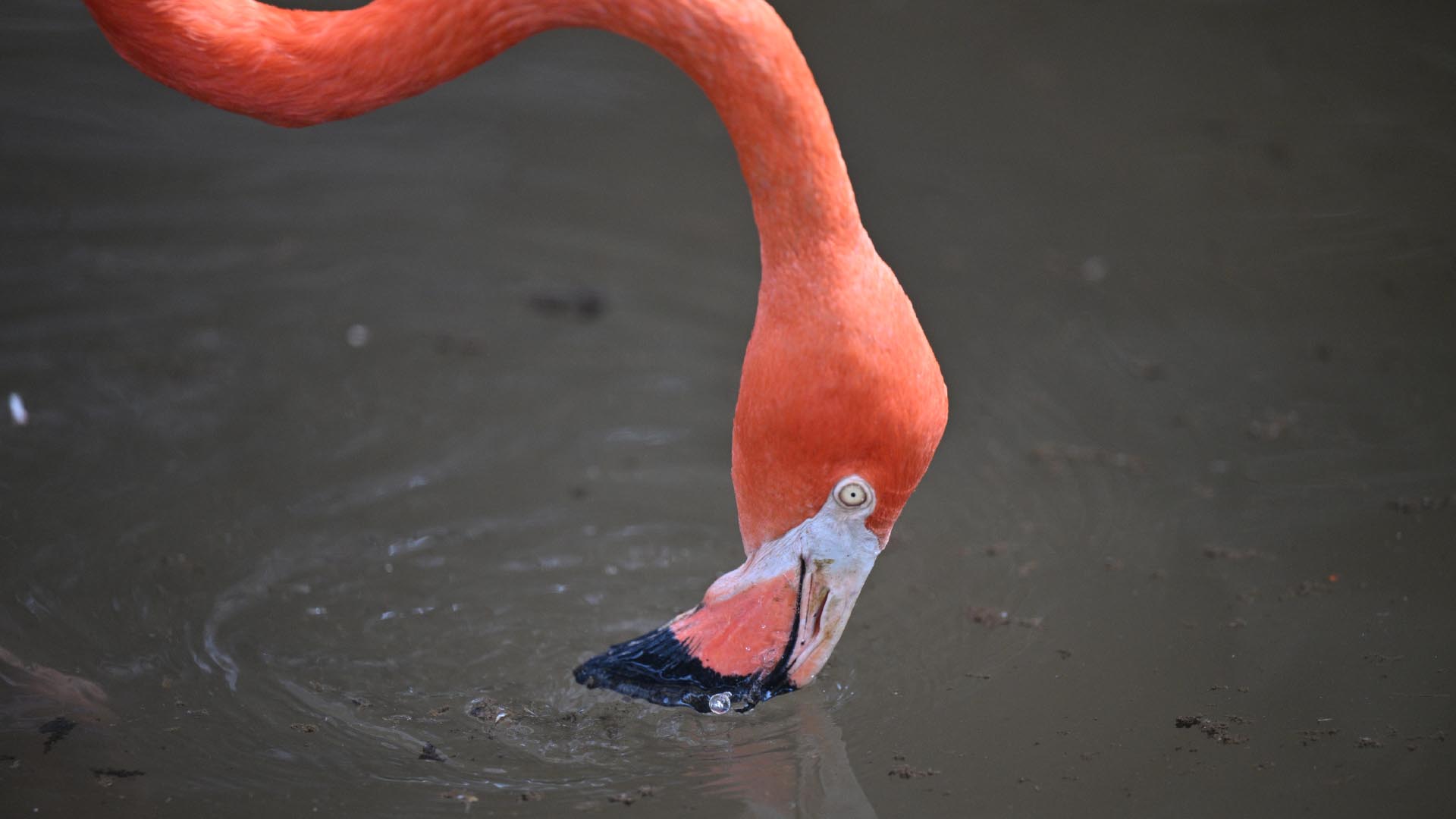 ベニイロフラミンゴ