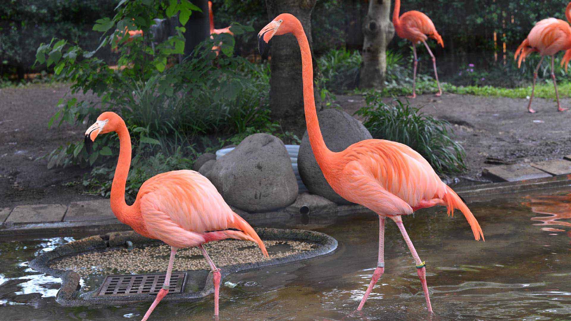 ベニイロフラミンゴ