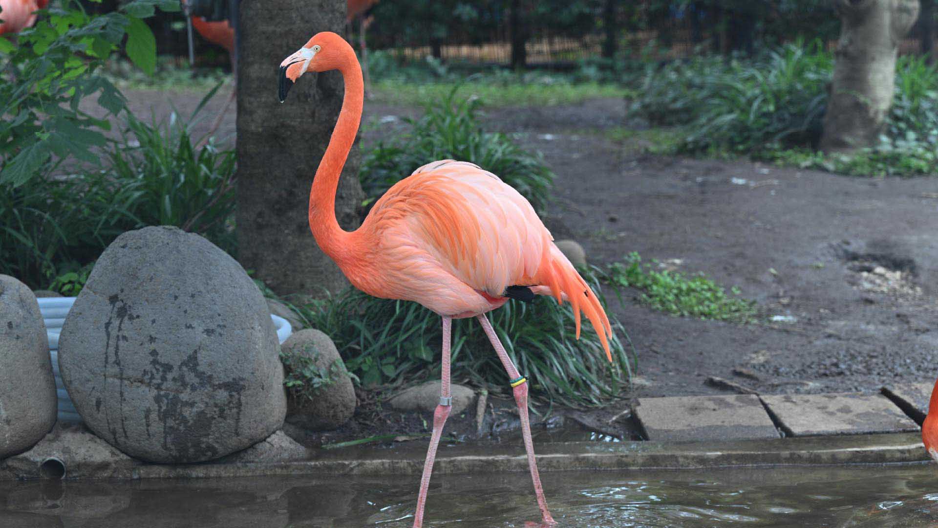 ベニイロフラミンゴ