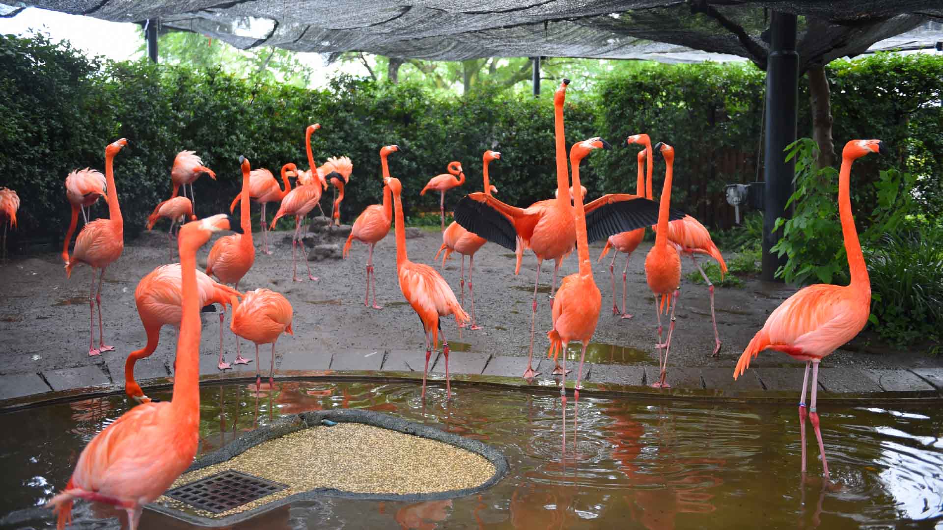 ベニイロフラミンゴ