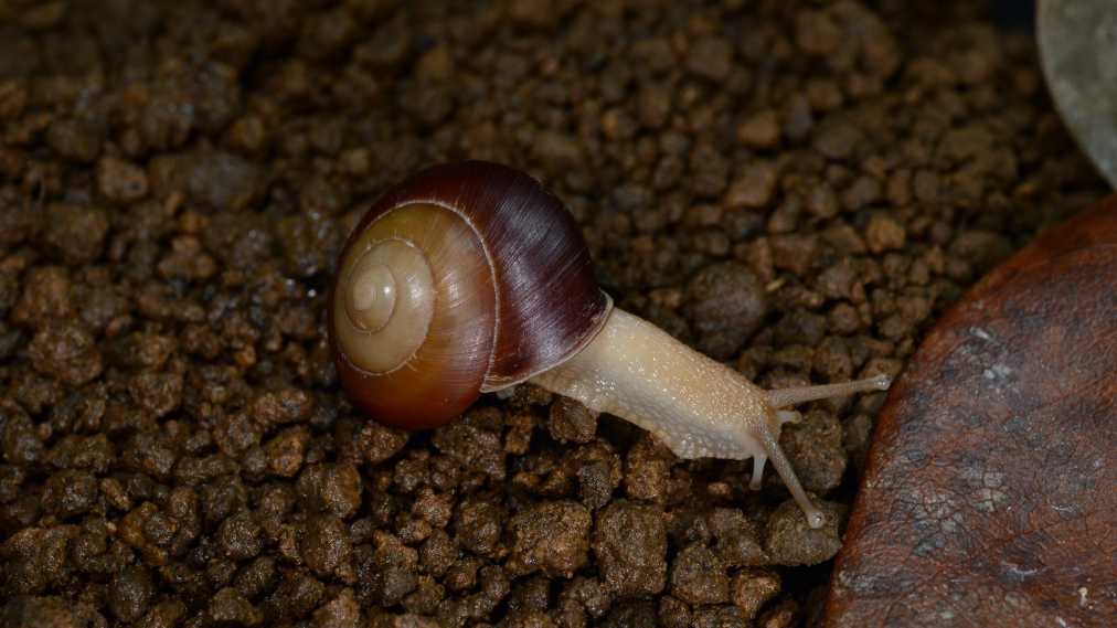 アナカタマイマイ