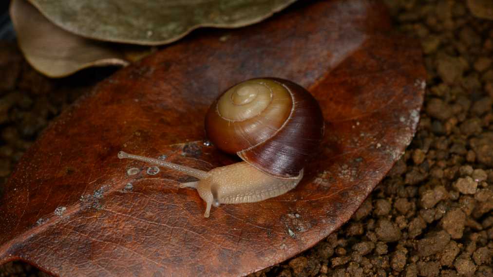 アナカタマイマイ